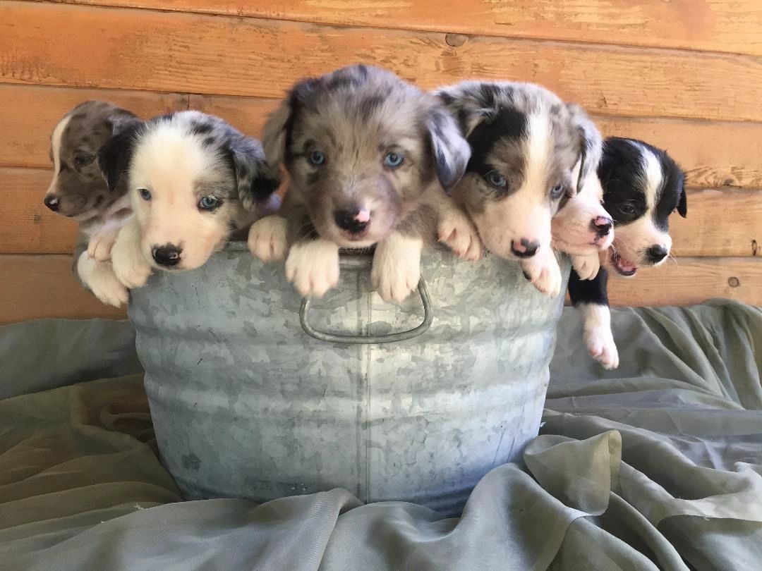 Collie australian shepherd sales mix puppy